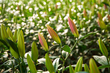 Lily flower in garden.  Lily is in the greenhouse