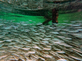 Thousands of fish below the jetty