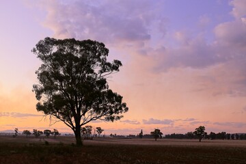 Gunnedah, New South Wales, Australia, 06012022: Country grazing land at dawn. - obrazy, fototapety, plakaty