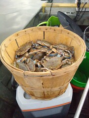 Maryland Blue Crabs