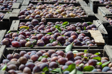 Plum crates at harvest in Mendoza, Argentina.