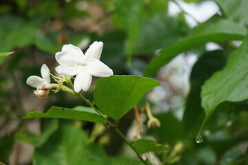 jasmine flower in the garden. fragrance flower 