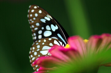 butterfly on flower