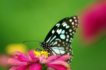 butterfly on flower