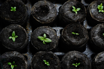 Tiny Lisianthus leaves begin to emerge from seed pods. A tray of germinating flowers.