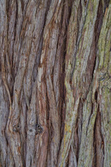 bark of a tree