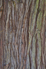 Tree Bark Texture