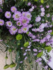 Fototapeta premium flowers in a garden