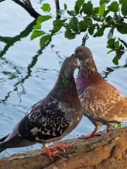 pigeon on the tree
