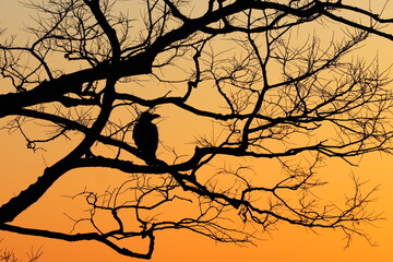 茜色の空とハシブトガラスのシルエット