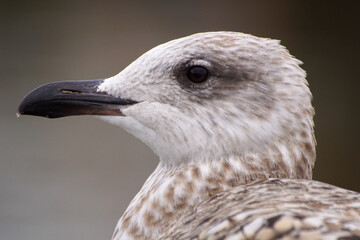 close up of a bird