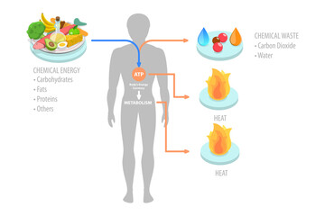 3D Isometric Flat  Conceptual Illustration of Role Of ATP In Metabolism