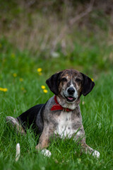 Adopted stray mixed colors dog smiling to her owner full of joy on first picnic on the grass