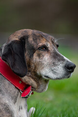 Old black dog with red collar looking thoughtful in the nature