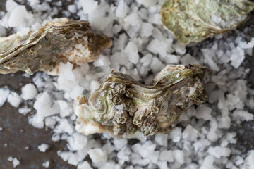 Oyster Closeup