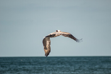 Fototapeta na wymiar Pelican gly, pelicano volando, pajaro