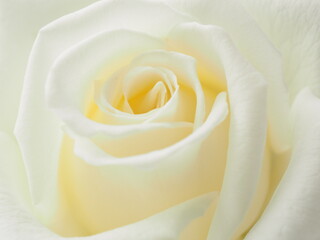 a white rose close up