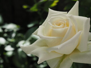 single white rose in the garden