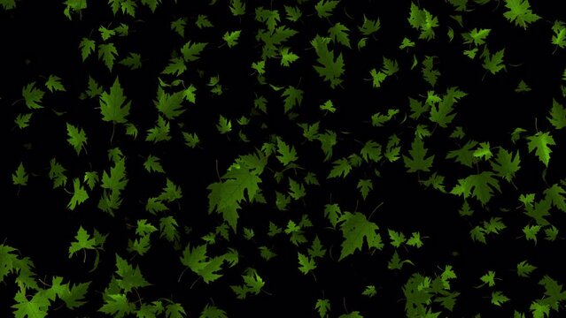Green maple leaves falling animation in 4K Ultra HD, Loop animation with transparent background