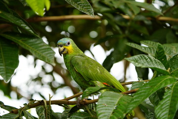 The turquoise-fronted amazon (Amazona aestiva), also called the turquoise-fronted parrot, the blue-fronted amazon and the blue-fronted parrot. Novo Airao, Amazonas, Brazil.