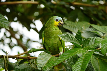 The turquoise-fronted amazon (Amazona aestiva), also called the turquoise-fronted parrot, the blue-fronted amazon and the blue-fronted parrot. Novo Airao, Amazonas, Brazil.