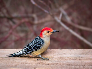 red bellied woodpecker