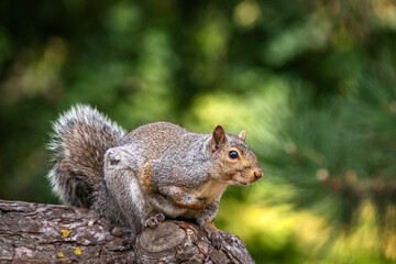 Naklejka na ściany i meble A Grey Squirrel (Sciurus carolinensis) perched on a log