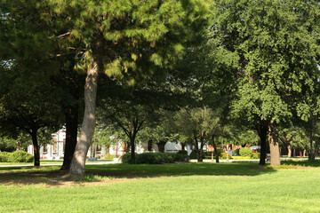 Obraz premium Beautiful green trees and lawn in park on sunny day