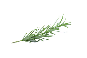 Fototapeta premium Fresh green rosemary isolated on white. Aromatic herb
