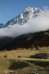 Picturesque view of high mountains with forest and horses grazing on meadow