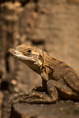 bearded dragon lizard