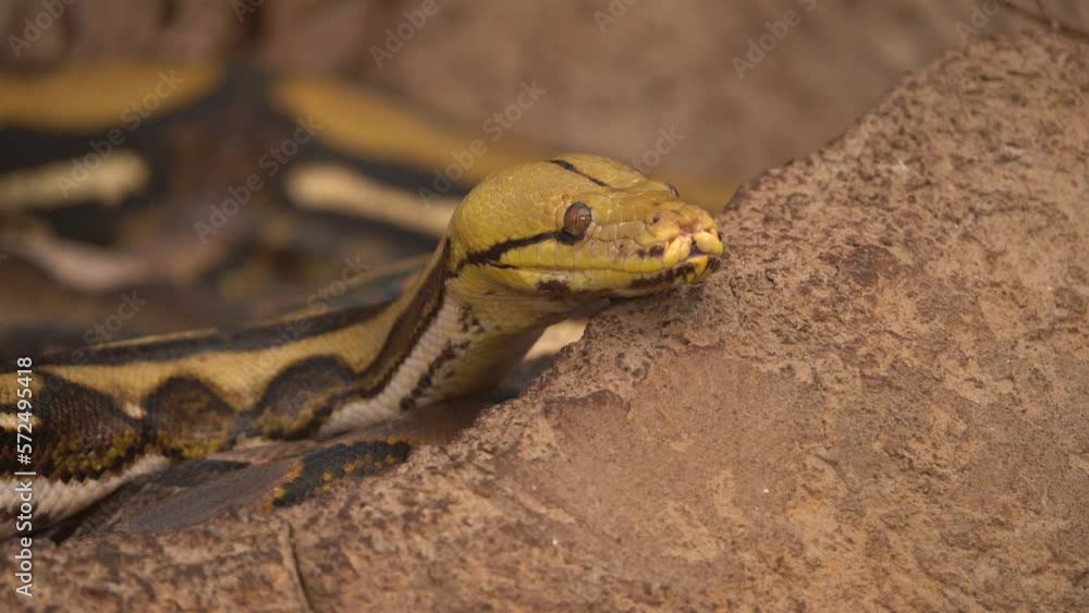Poster beautiful scary reticulated pythons in motion looking for a prey - close up