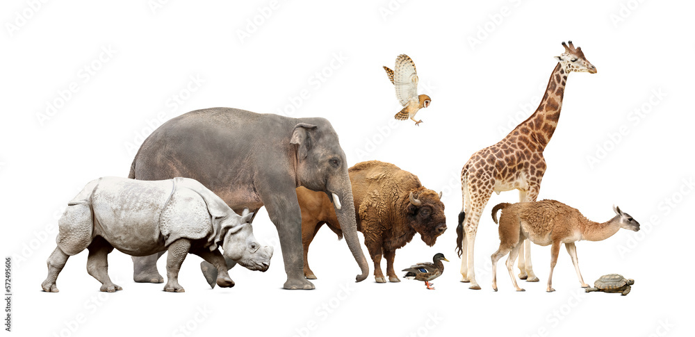 Sticker Group of different wild animals on white background, collage