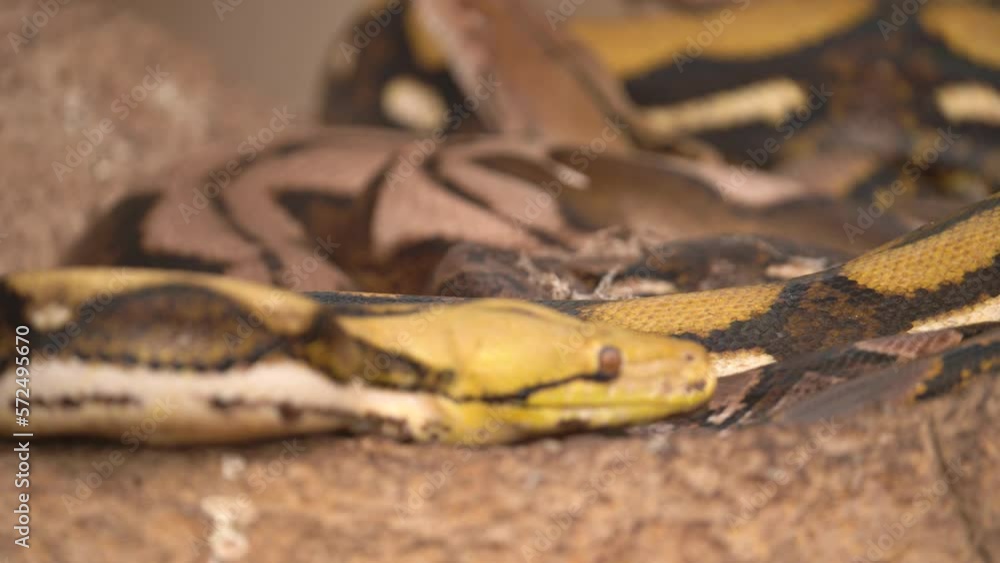 Poster yellow reticulated pythons slithering and resting on rocks - pan up soft focus