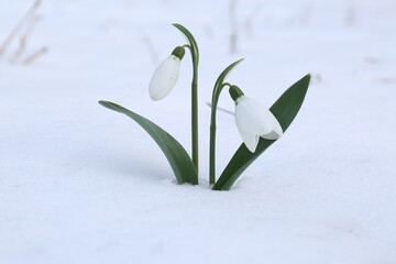 Beautiful blooming snowdrops growing in snow outdoors. Spring flowers