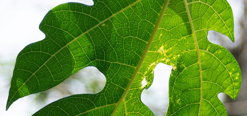 green leaf background