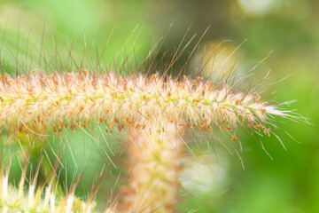Close up of grass flower in the garden, soft focus and blurred background.