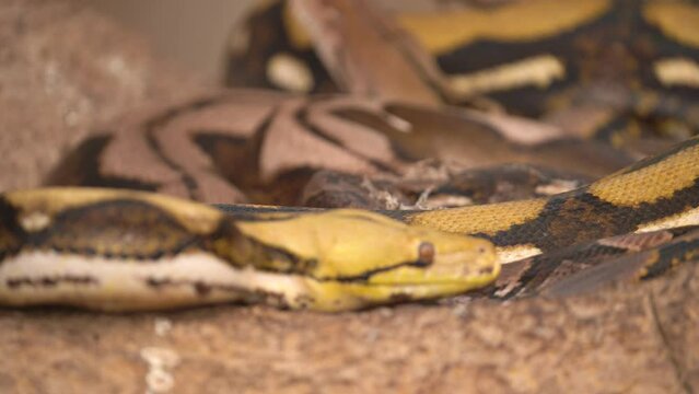 Yellow Reticulated Pythons Slithering and Resting on Rocks - Pan Up Soft Focus
