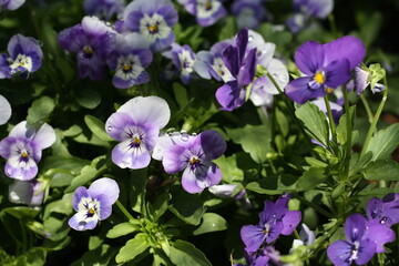 Fototapeta na wymiar Heartsease (Viola Tricolor) flower bed