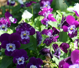 Heartsease (Viola Tricolor) flower bed