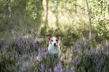 dog in the colors of heather hags. jack russell terrier in the forest peeps