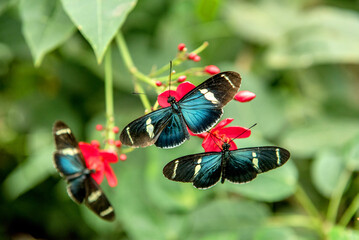 Schmetterling Mindo Ecuador
