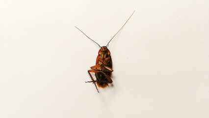 Dead Cockroach Insect Isolated on a White background
