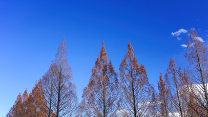 青空バックに見上げるきれいに色づいたメタセコイヤ並木の黄葉
