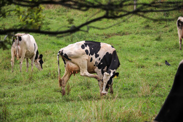 Cattle photography, rural landscape Southern Highlands NSW Australia