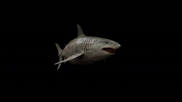 Megalodon Shark Loop 3D Animation With Alpha Video