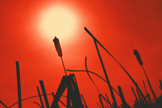 Relaxing photo of close up of Cattail head silhouetted against sunset sunshine. Beauty in nature