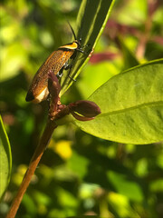 Wood cockroach