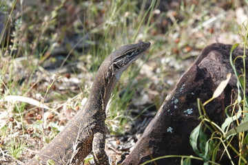 lizard in the grass