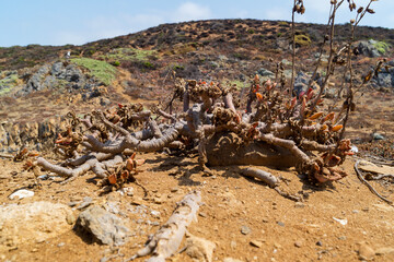 tree in the desert